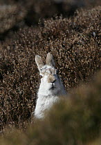 Mountain Hare (Lepus timidus) on moorland looking straight at the camera, Peak District, UK