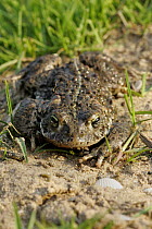 Natterjack Toad (Bufo calamita) on land, uk