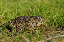 Natterjack Toad (Bufo calamita) on land, uk