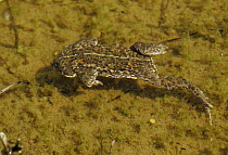 Natterjack Toad (Bufo calamita) swimming in pond, Lincolnshire, uk