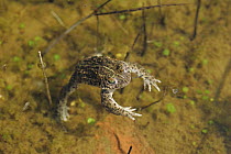 Natterjack Toad (Bufo calamita) swimming in pond, Lincolnshire, uk