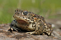 Natterjack Toad (Bufo calamita) on land, Lincolnshire, uk