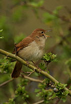 Male Nightingale (Luscinia megarhynchos) singing, Lincolnshire, uk