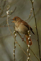 Male Nightingale (Luscinia megarhynchos) singing,  Lincolnshire, uk