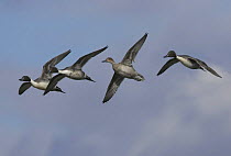 Male and female Pintails (Anas acuta) in flight, Gloucestershire, uk