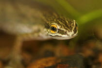Head close-up of male Palmate newt (Triturus helveticus) in pond, Sheffield, uk