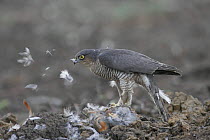 Female Sparrowhawk (Accipiter nisus) plucking a grey partridge in a field, Gloucestershire, uk