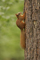 Red Squirrel (Sciurus vulgaris) with summer coat, climbing a tree, Scotland, uk