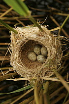 Reed Warbler (Acrocephalus scirpaceus) nest and eggs, Yorkshire, uk