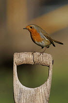 Robin (Erithacus rubecula) on spade handle, Yorkshire, uk