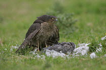 Female sparrowhawk (Accipiter nisus) plucking a wood pigeon in a field, Gloucestershire, uk
