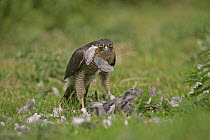 Female Sparrowhawk (Accipiter nisus) plucking a wood pigeon in a field, Gloucestershire, uk