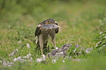 Female sparrowhawk (Accipiter nisus) plucking a wood pigeon in a field, with feather in beak, Gloucestershire, uk
