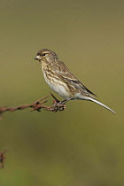 Male Twite (Carduelis flavirostris) on barbed wire,  Pennines, uk