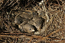 Three twite chicks (Carduelis flavirostris) in nest, Pennines, uk