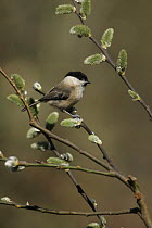 Willow tit (Poecile montanus) in pussy willow, uk