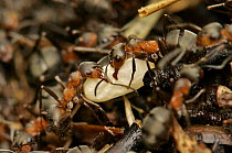 Wood Ants (Formica rufa) carrying egg, Peak District, uk