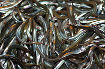 Sand eels {Ammodytes tobianus} fish catch from the Barents sea,  Northern Europe