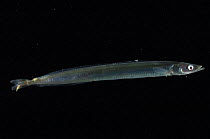 Sand eel {Ammodytes tobianus} from Barents sea, Northern Europe