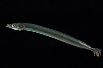 Sand eel {Ammodytes tobianus} from Barents sea,  Northern Europe, with parasitic copepods on tail