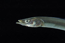 Sand eel {Ammodytes tobianus} from Barents sea,  Northern Europe