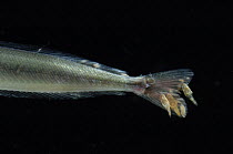 Parasitic copepods on tail of Sand eel {Ammodytes tobianus} from Barents sea, Northern Europe