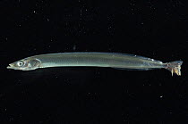 Sand eel {Ammodytes tobianus} with parasitic copepods on tail,  from Barents sea, Northern Europe