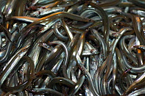 Catch of Sand eels {Ammodytes tobianus} from Barents sea, Northern Europe