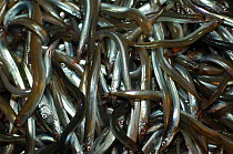 Catch of Sand eels {Ammodytes tobianus} from Barents sea,  Northern Europe