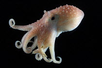 Arctic Octopus {Bathypolypus arcticus} benthic, Barents sea, Northern Europe
