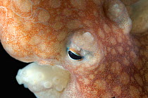 Close up of eye of Arctic Octopus {Bathypolypus arcticus} benthic, Barents sea, Northern Europe