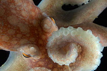 Close up of tentacles and eye of Arctic Octopus {Bathypolypus arcticus} benthic, Barents sea, Northern Europe