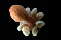 Arctic Octopus {Bathypolypus arcticus} benthic, Barents sea, Northern Europe