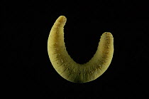Benthic polychaete worm / Fanworm {Brada sp}Barents sea, Northern Europe