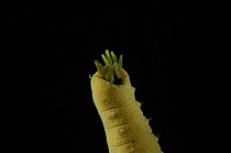Retractile tentacles of Benthic polychaete worm / Fanworm {Brada sp} Barents sea, Northern Europe