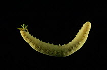 Benthic polychaete worm {Brada sp} showing retractile tentacles, Barents sea, Northern Europe