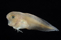 Snailfish {Careproctus sp} deepsea 2362m.  Barents sea, Northern Europe