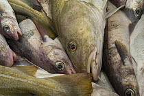 Trawl catch of Atlantic cod and Haddock, Barents sea, Northern Europe