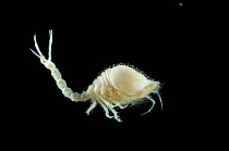 A cumacean crustacean {Diastylis goodsiri}  benthic, Barents sea, Northern Europe