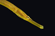 Pipe fish {Entelurus aequoreus} head and eye,   2359m, Barents sea, Northern Europe