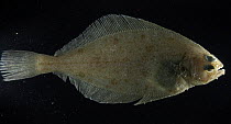 Flounder / American Plaice {Hippoglossoides platessoides} 2368m, benthic, Barents sea, Northern Europe