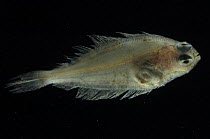 Flounder / American Plaice {Hippoglossoides platessoides} juvenile, 2368m, benthic, Barents sea, Northern Europe