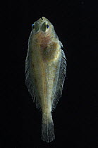 Flounder / American Plaice {Hippoglossoides platessoides} 2368m, benthic, Barents sea, Northern Europe