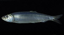 Atlantic herring {Clupea harengus} pelagic, deepsea, 2359m,  Barents sea, Northern Europe