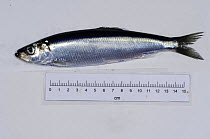 Atlantic herring {Clupea harengus} against measure for size,  Barents sea, Northern Europe