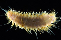 Benthic polychaete scale worm {Laetomonice filicornis} benthic, Barents sea, Northern Europe