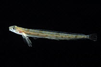 Prickleback {Leptoclinus maculatus} Barents sea, deepsea, 2418m, Northern Europe