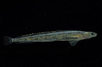 Prickleback {Leptoclinus maculatus} deepsea, 2418m, Barents sea, Northern Europe
