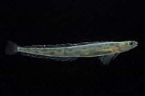 Prickleback {Leptoclinus maculatus} deepsea, 2418m, Barents sea, Northern Europe