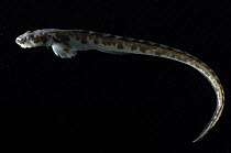 Eelpout {Lychenchelys sp} benthic, Barents sea, Northern Europe